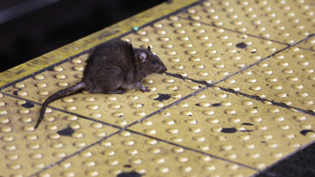 With Pizza Rats and complaints on rise, New York City