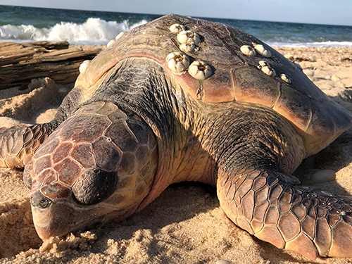 Skip the Straw,” save a sea turtle – South Lakes Sentinel