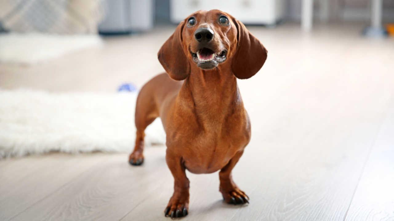 'Bella' and 'Max' most popular dog names in New York City for 2016