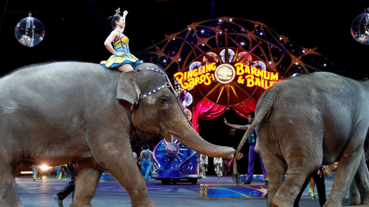 Image result for circuses