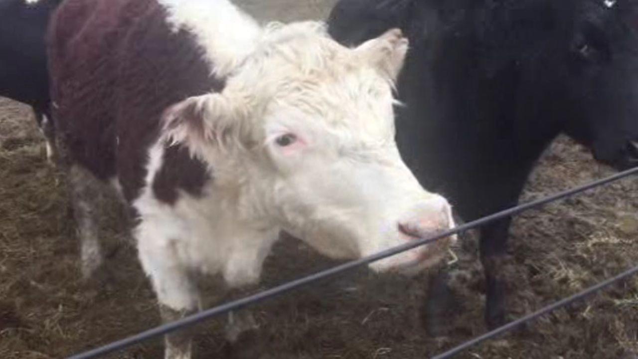 Sanctuary where runaway farm animals live a great life in Wantage, New