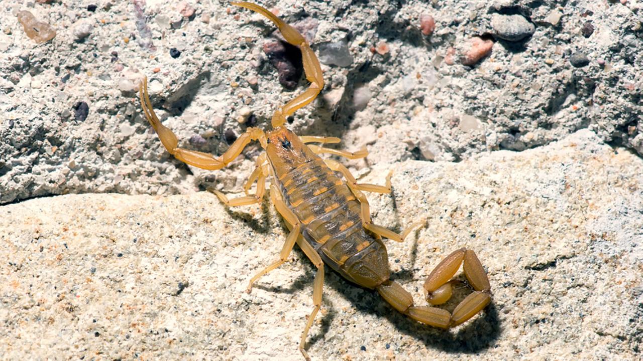 Scorpion stings United passenger mid-flight | 6abc.com