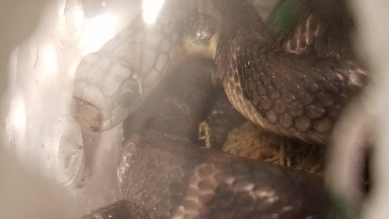 U.S. Customs agents find live king cobra snakes packed inside box at