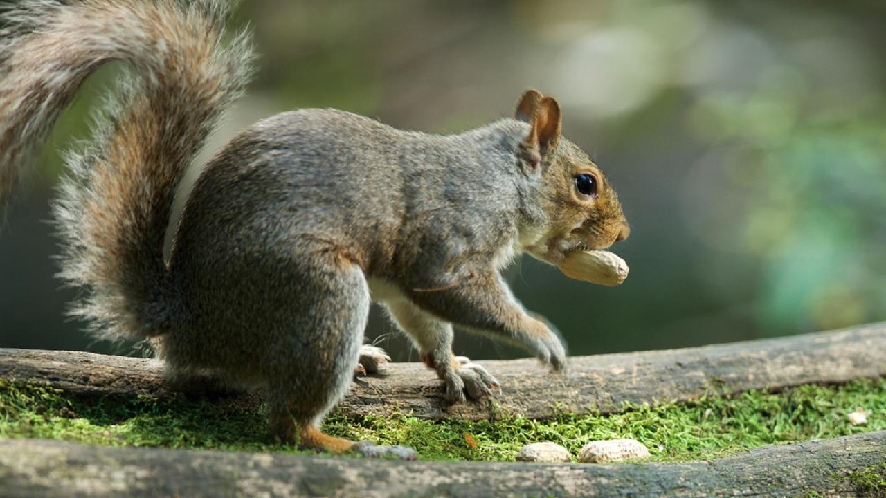 Warning about aggressive squirrel on attack in Prospect Park | abc7ny.com