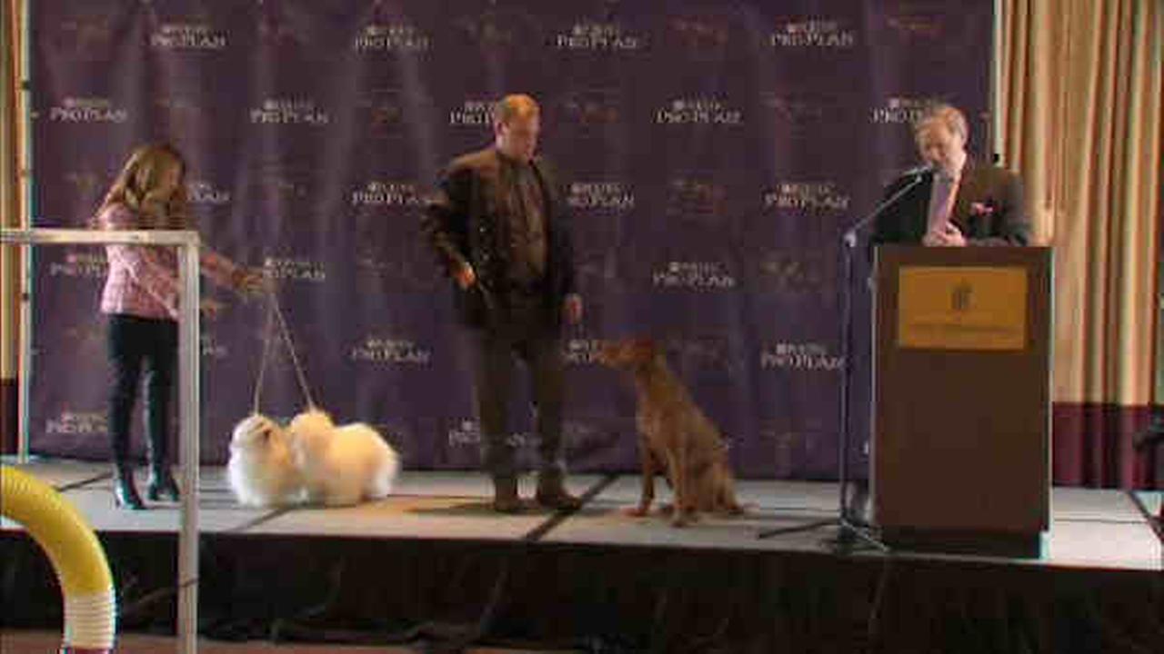 Westminster dog show new breeds recogized