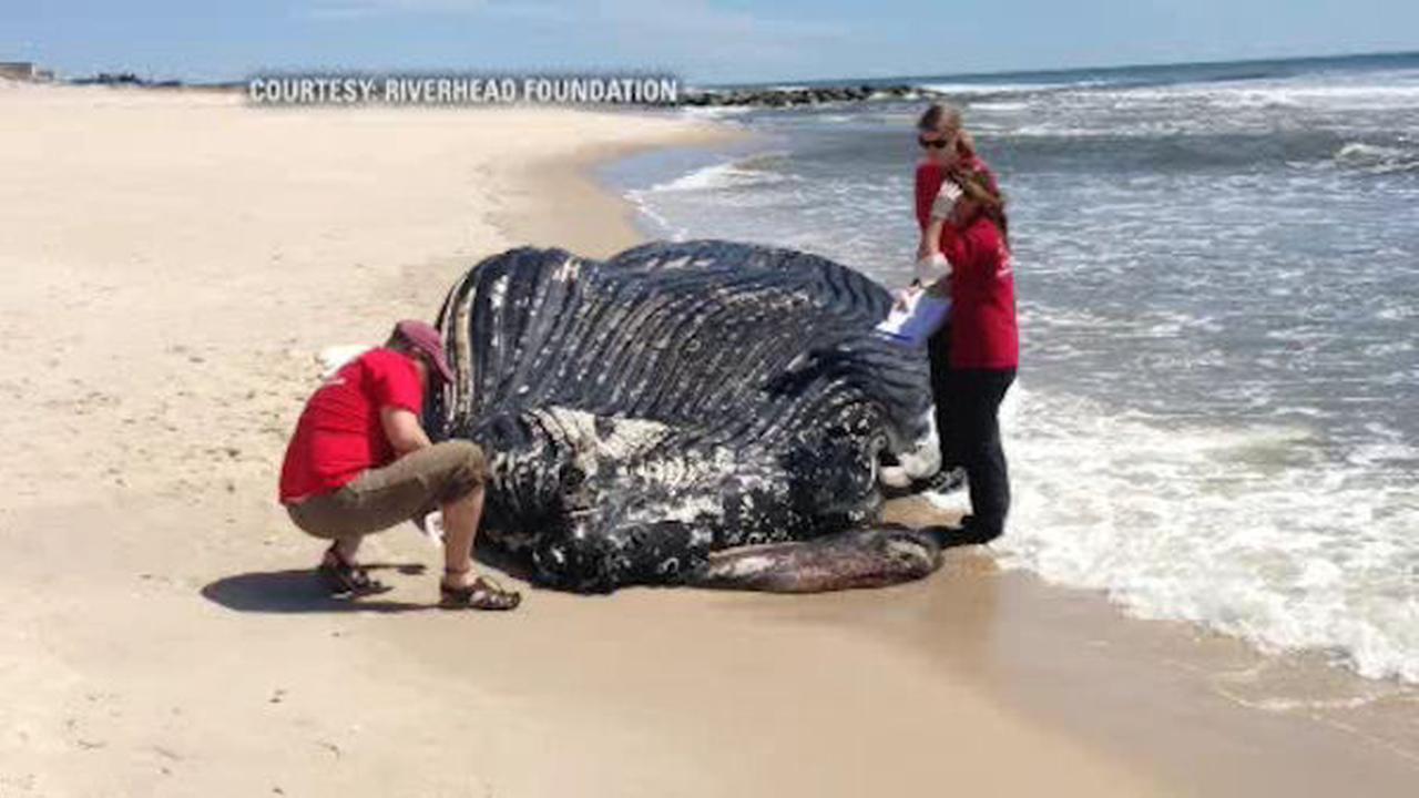 Dead Humpback Whale Washes Up On Westhampton Beach Long Island Dead Humpback Whale Washes Up On Westhampton Beach