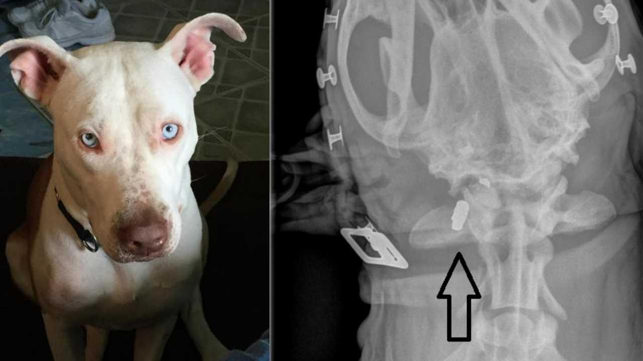 Xray shows bullet lodged in dog's head after shot point blank during