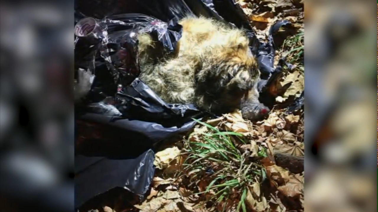 Neglected, abused dog found with mouth taped shut inside trash bag in ...