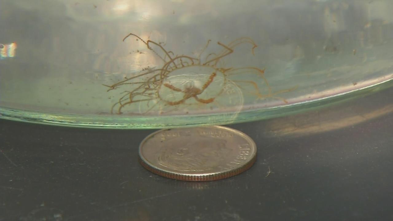 More dangerous clinging jellyfish found along the Jersey Shore in