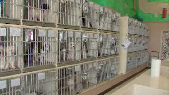 Paramus pet store owner responds after dozens of puppies found in