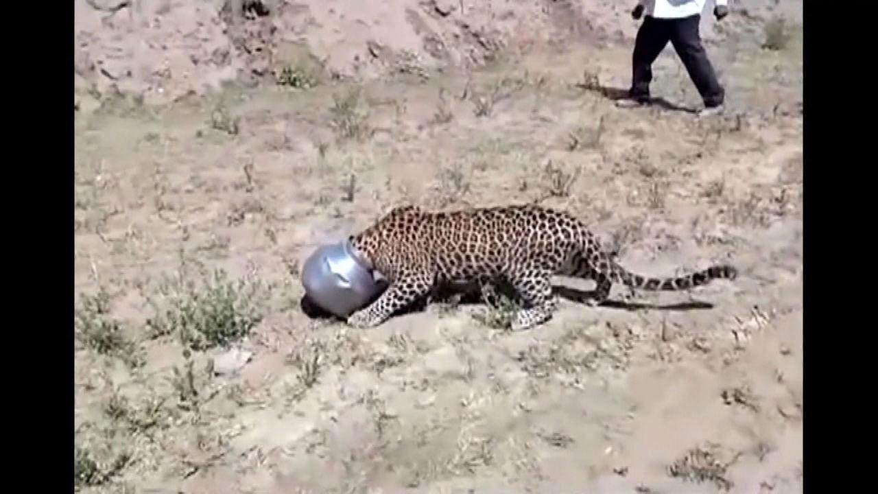 Thirsty leopard saved after getting stuck in pot in Indian village
