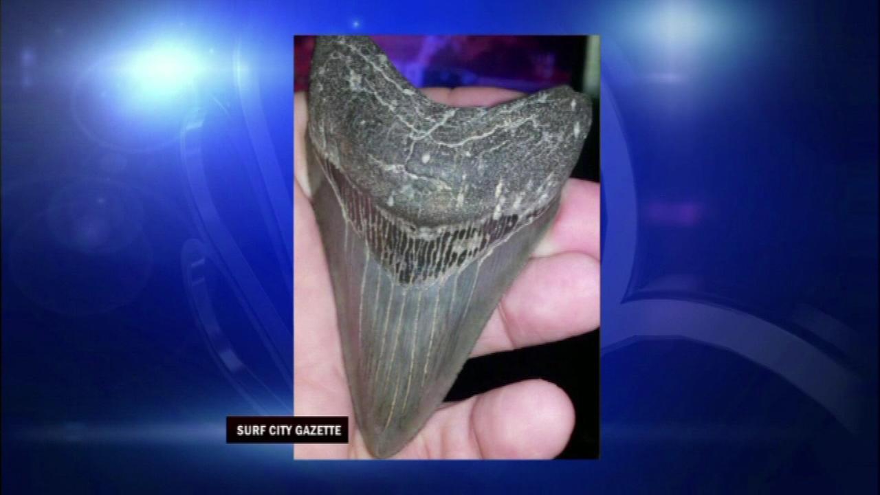 prehistoric-shark-teeth-found-off-nc-coast-after-storms-abc7ny