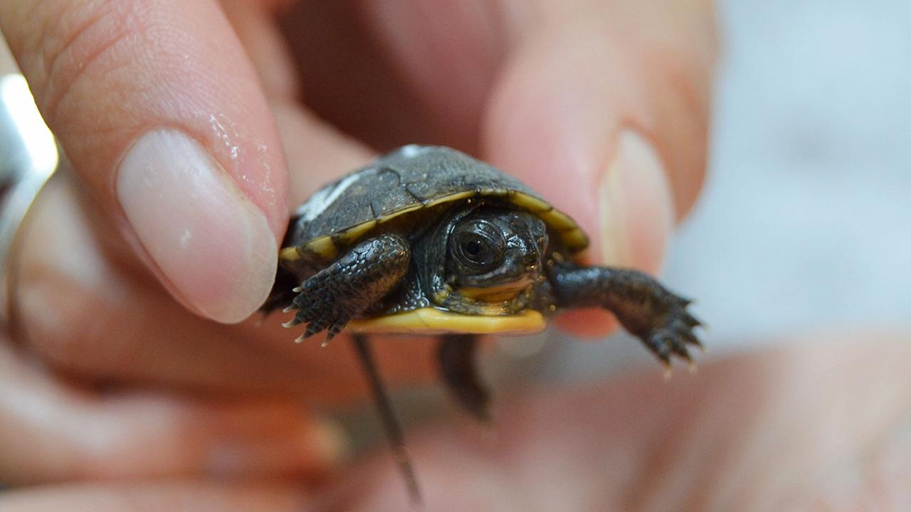 Photos: 131 Endangered Turtles Hatch At Peggy Notebaert Nature Museum 