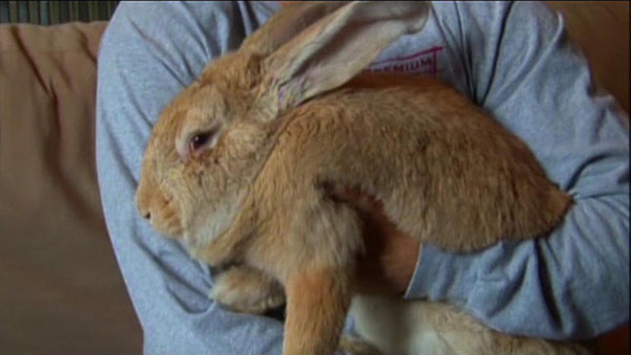 Massive rabbit found in Colorado