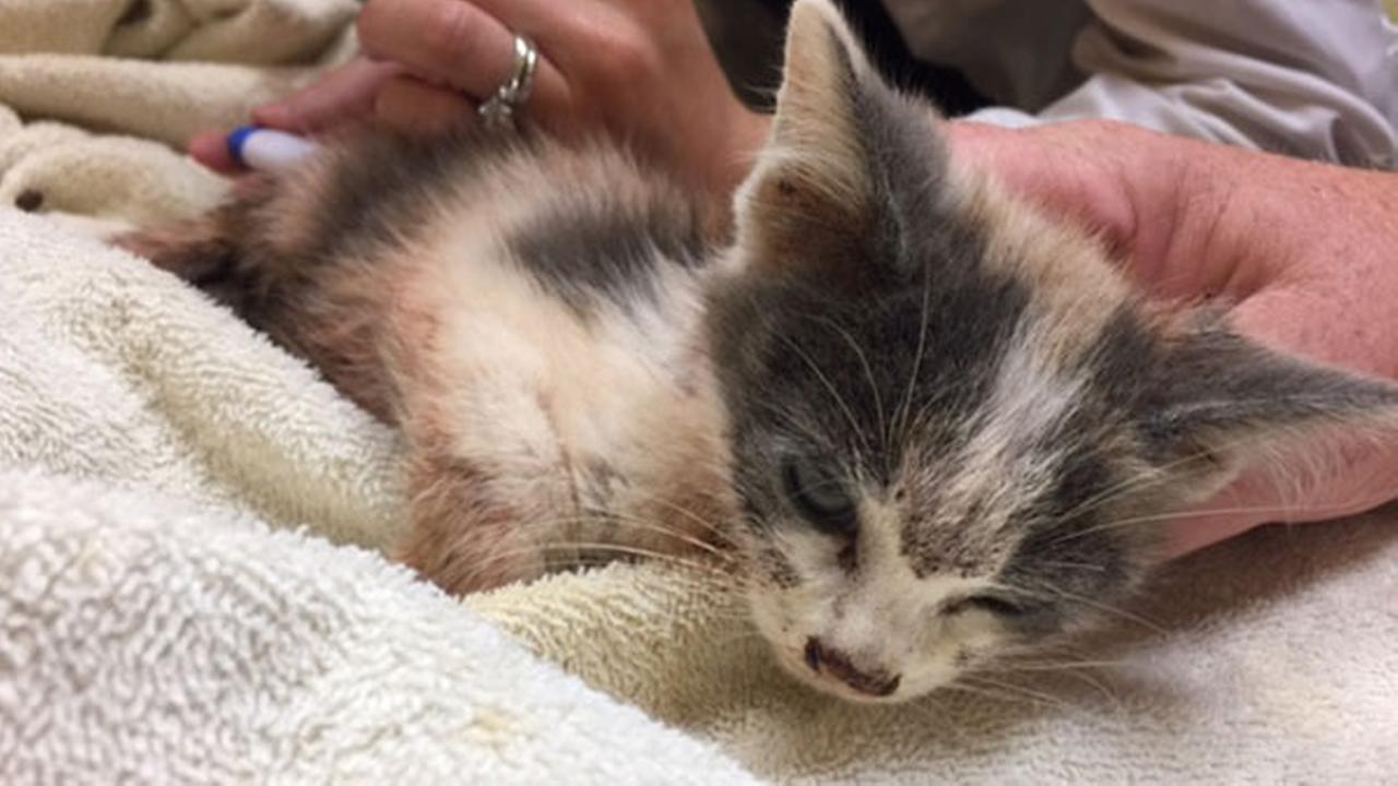 Dozens of cats found abandoned in Lake County house | abc7chicago.com