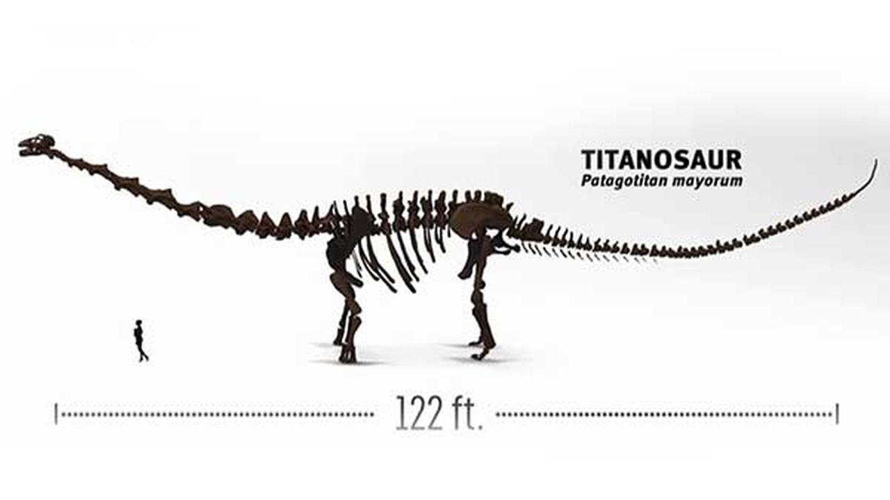 is the t rex the largest dinosaur