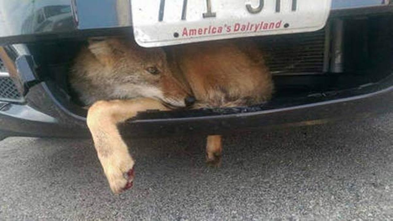 PHOTOS Coyote hit by car, stuck in bumper