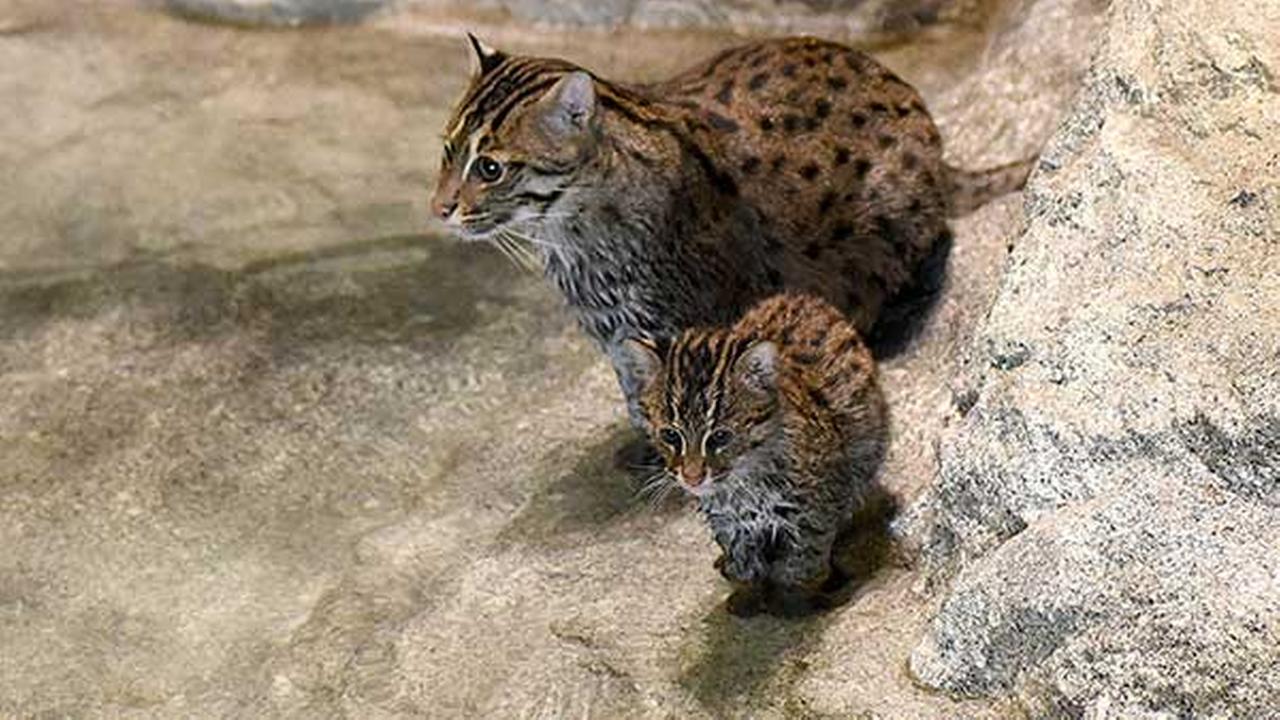 photos-fishing-cat-kitten-joins-brookfield-zoo-exhibit-abc7chicago