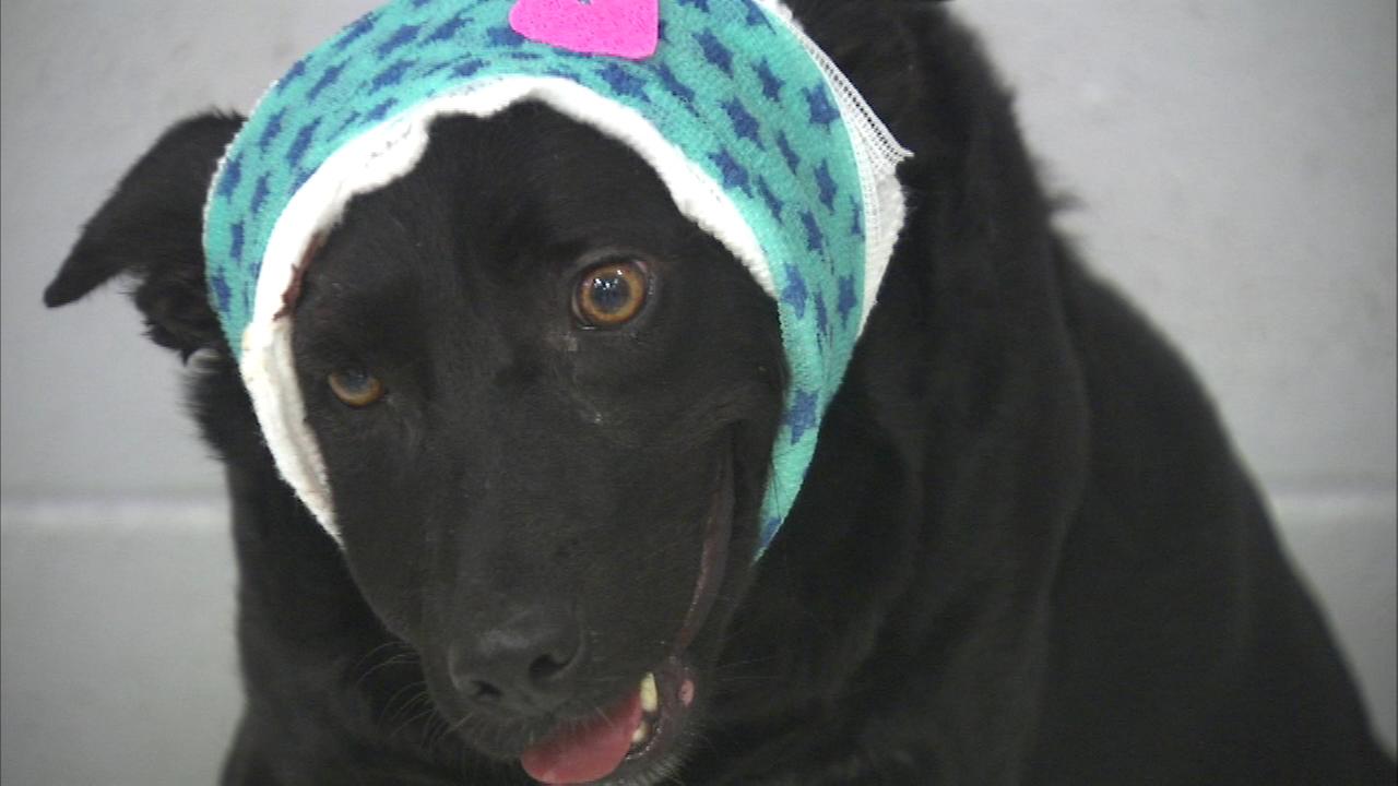 Chicago dog survives gunshot wound to head