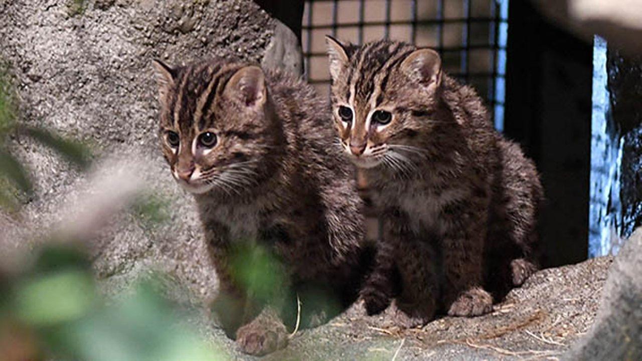 Brookfield Zoo fishing cat kittens make their public debut