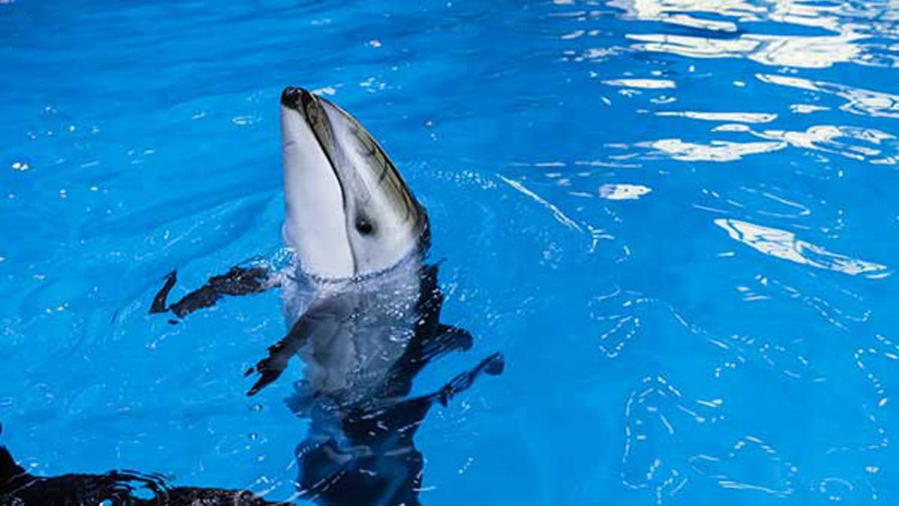 Whale Watcher Off To The Races It S A Dolphin Stampede