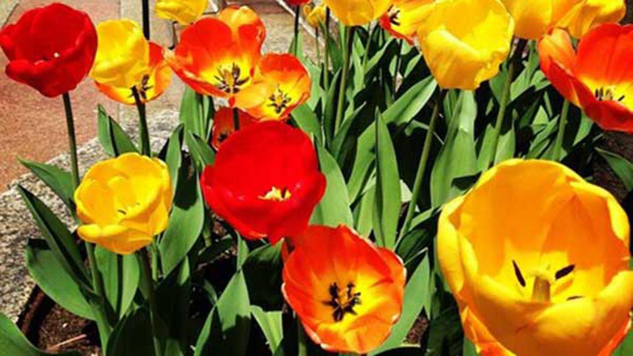 PHOTOS Chicago spring in full bloom!