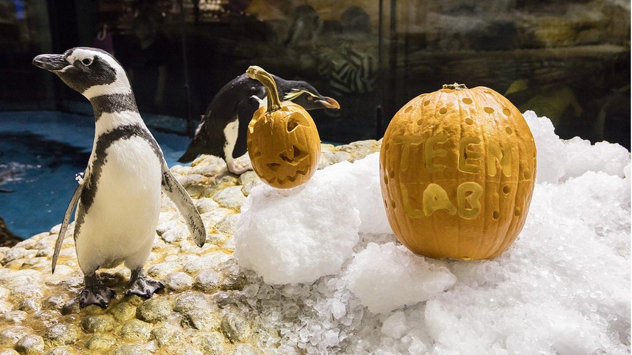 What days are the shedd aquarium free · The heartbeat of hands-on marine experience and preservation education in the Pacific Northwest, the Seattle Aquarium offers fun, exciting ways to discover more about the amazing Puget Sound that surrounds you!
