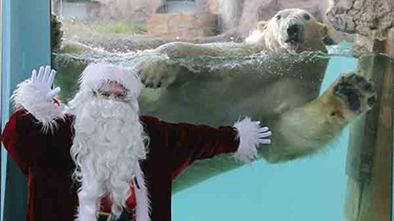 PHOTOS Brookfield Zoo animals feast on Christmas trees