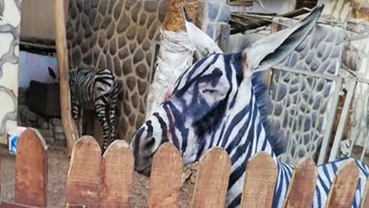 A zoo is accused of painting a donkey and passing it off as a zebra