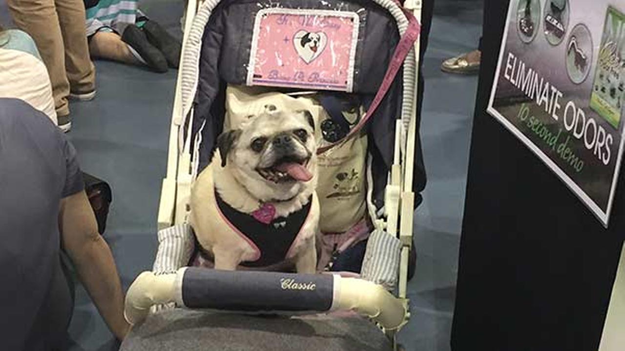 Pug Fest 2015 in Photos