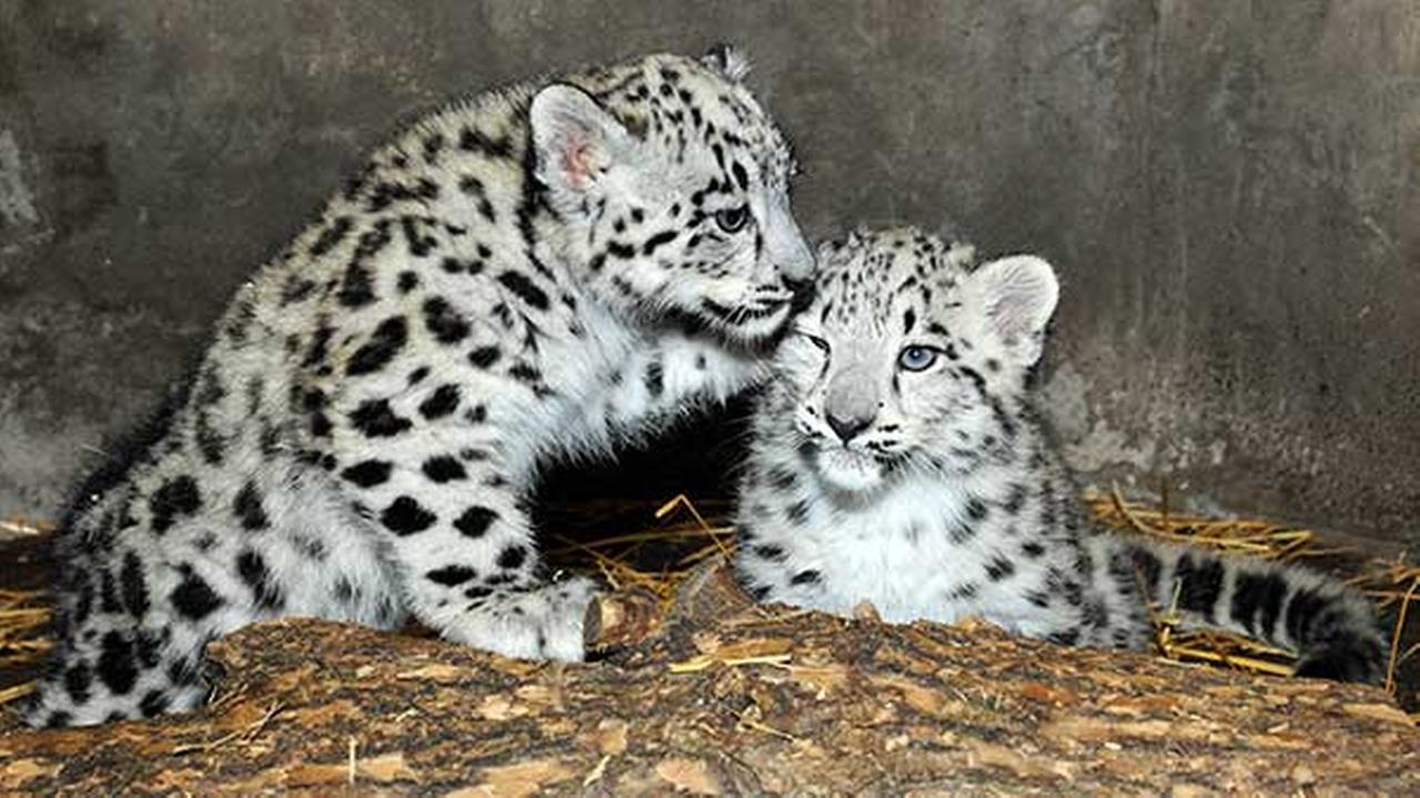 Snow leopard cubs make debut at Brookfield Zoo | abc7chicago.com