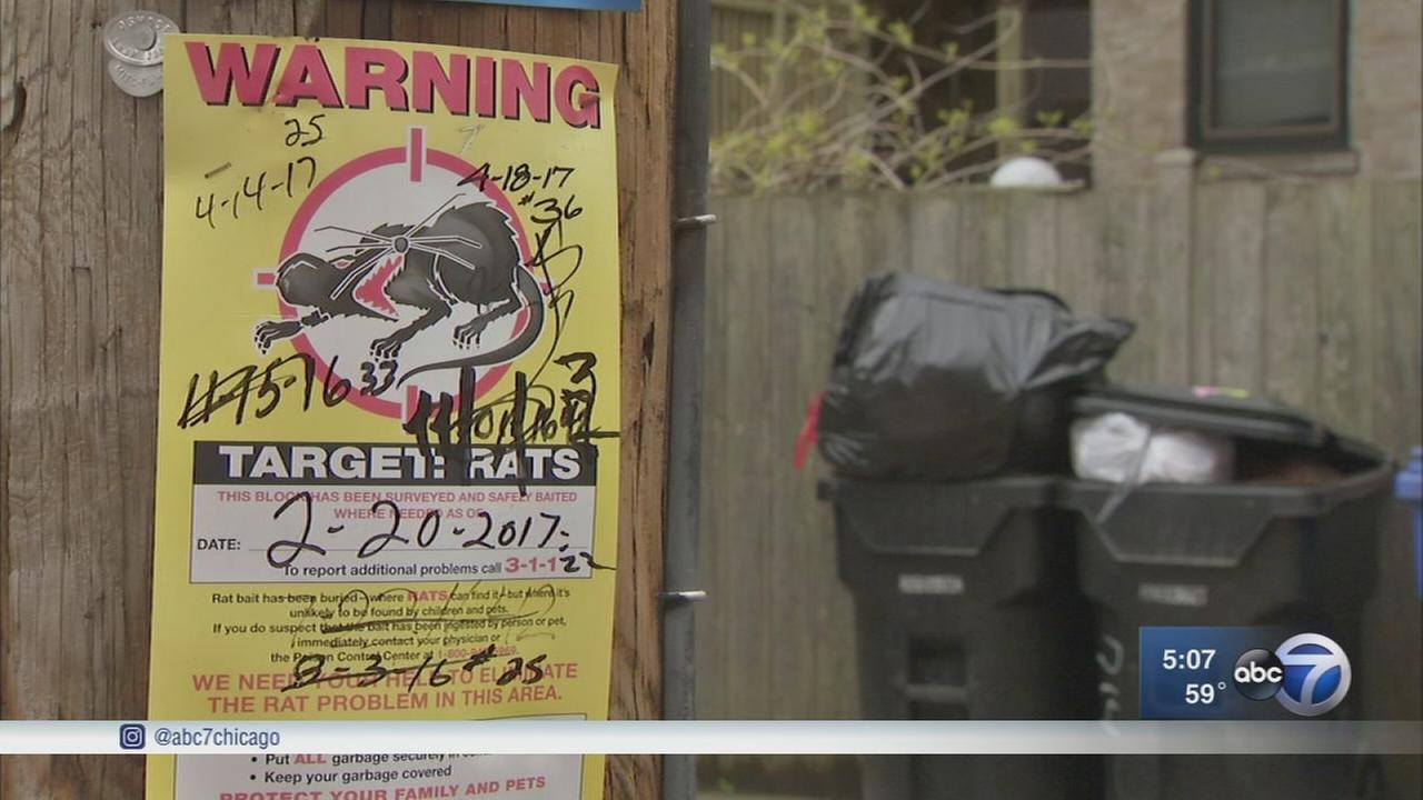 Chicago rat complaints on the rise after mild winter