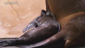 30 years alongside sea lions in the San Francisco Bay - ABC7 San Francisco