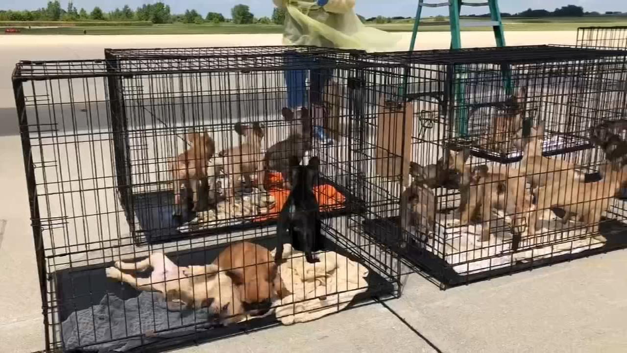 23 French bulldog puppies rescued from Texas brought to ...
