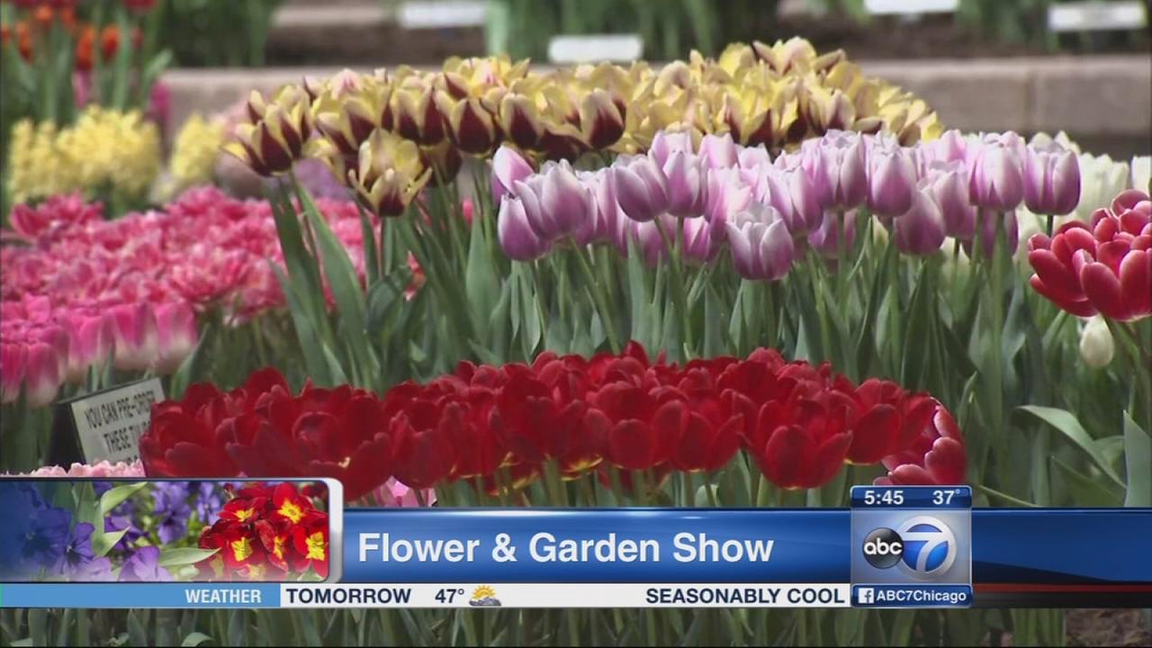 Chicago Flower Show blooms at Navy Pier