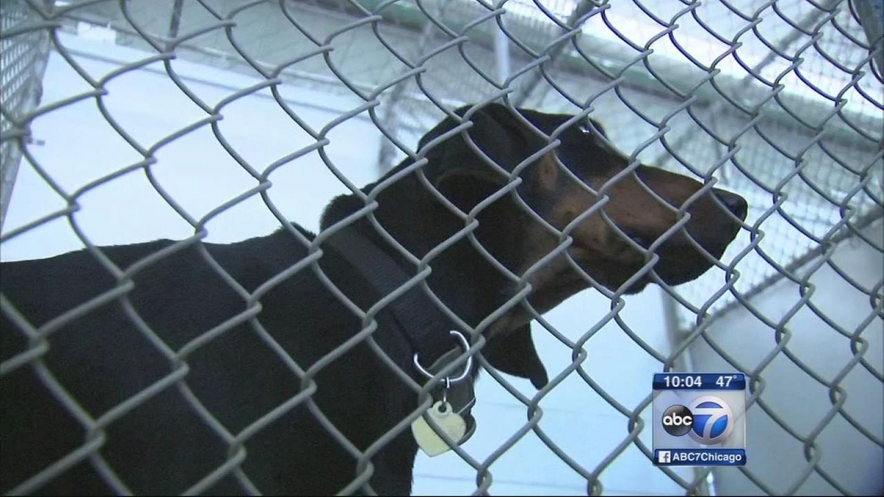 More than 35 dogs sick with flu at PAWS Tinley Park shelter