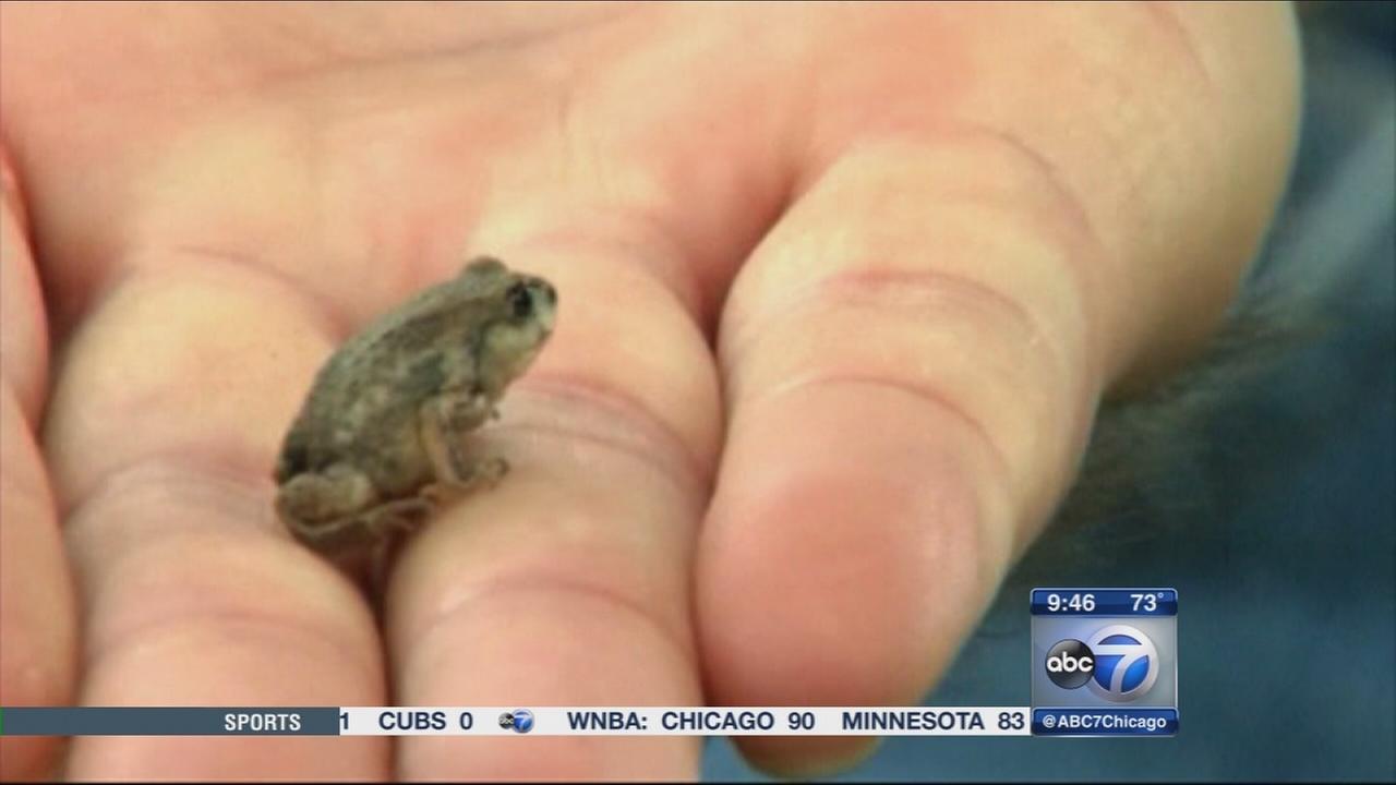 Hundreds of frogs invade Indiana yard