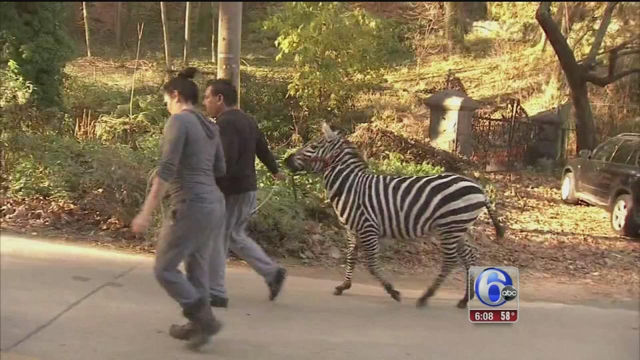 Zebras captured after escaping circus in West Philadelphia | 6abc.com