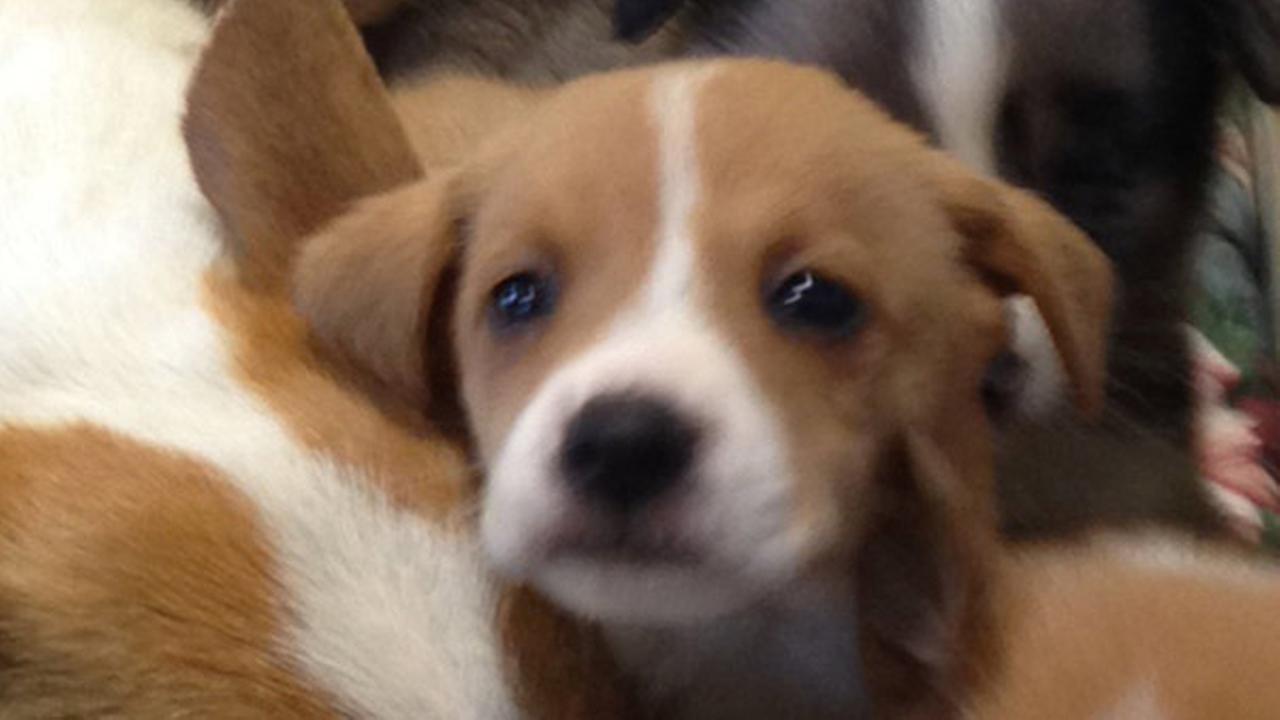 PHOTOS Puppies relax after NJ rescue