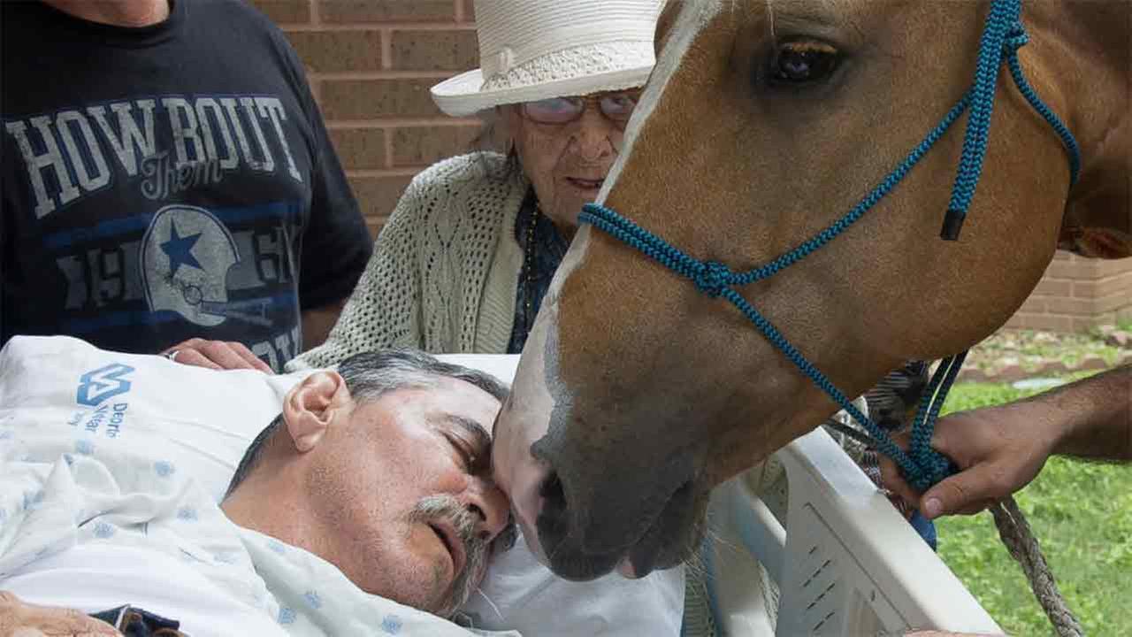 Dying veteran says goodbye to his beloved horses one last ...