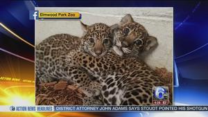 Reddit users have name suggestions for Elmwood Park Zoo jaguar