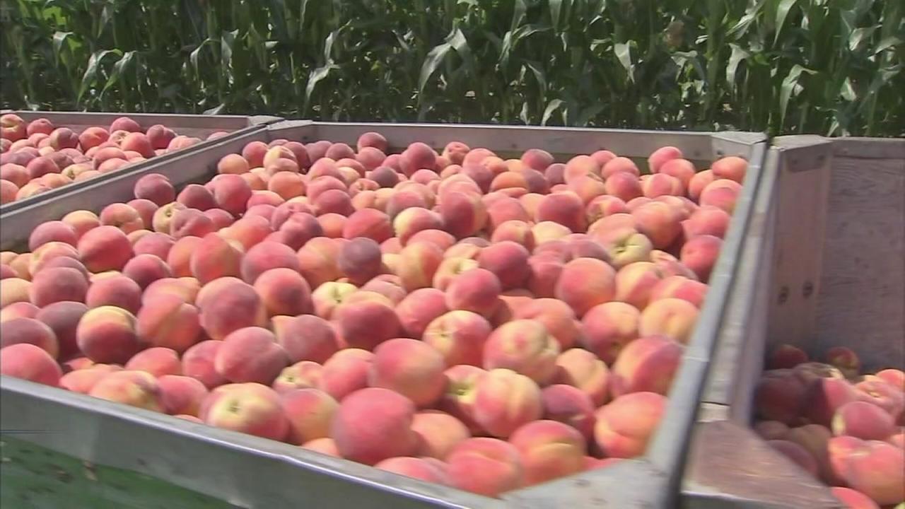 This season's Jersey peaches shaping up to be the best crop in years