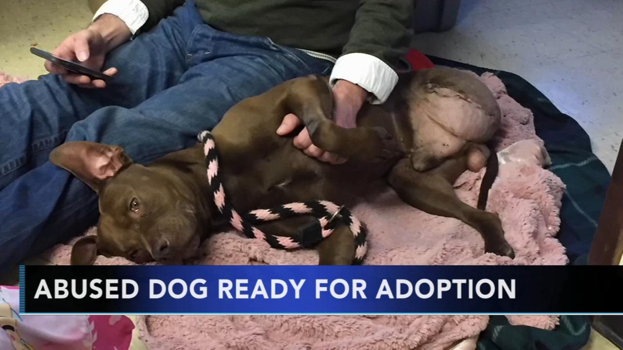 4-year-old dog abused by owner ready to find his forever home | 6abc.com