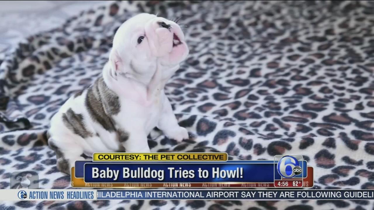 Video Baby Bulldog Tries To Howl 6abccom