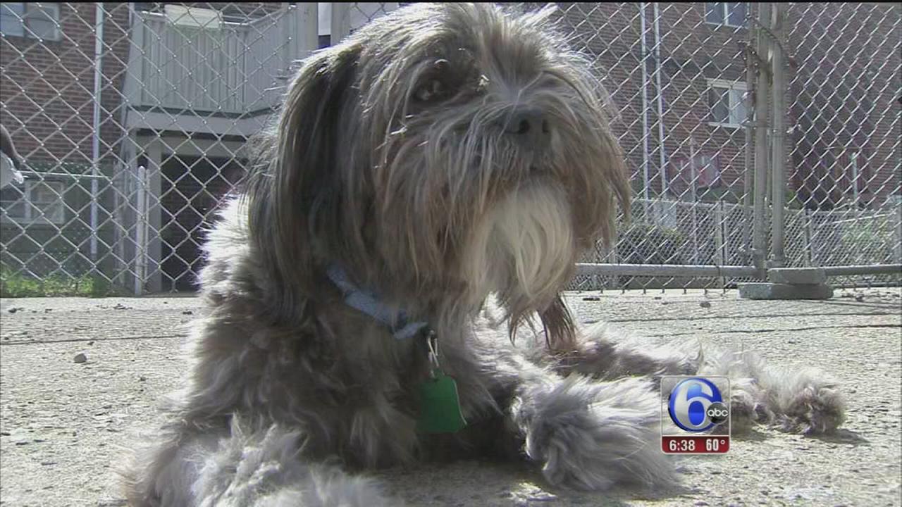 Strangers help save dog struck in hitandrun