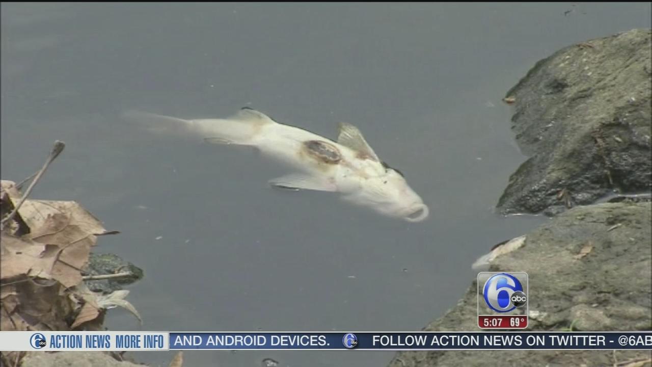 Residents concerned about dead fish in Ridley Park lake | 6abc.com