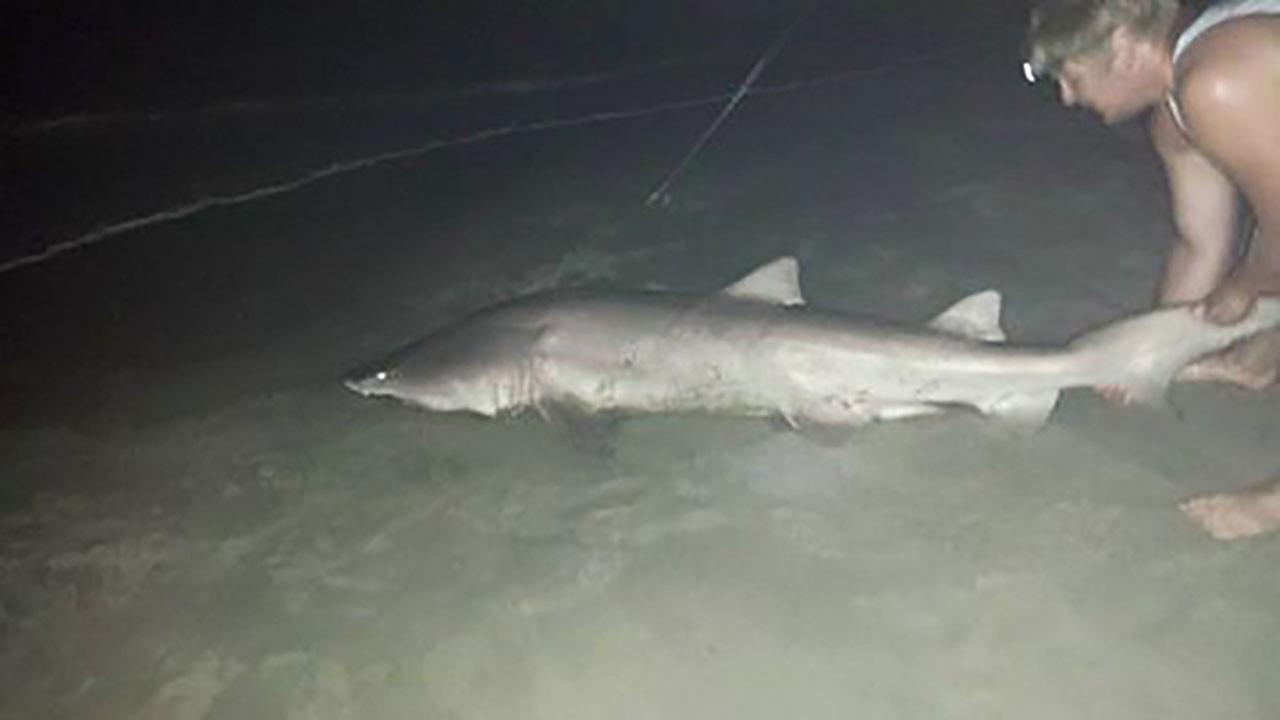 Big shark caught on Outer Banks