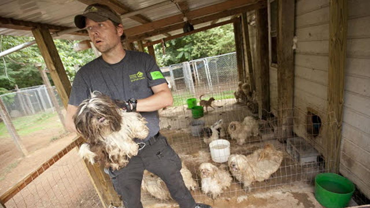 50 dogs rescued from suspected puppy mill in Rutherford