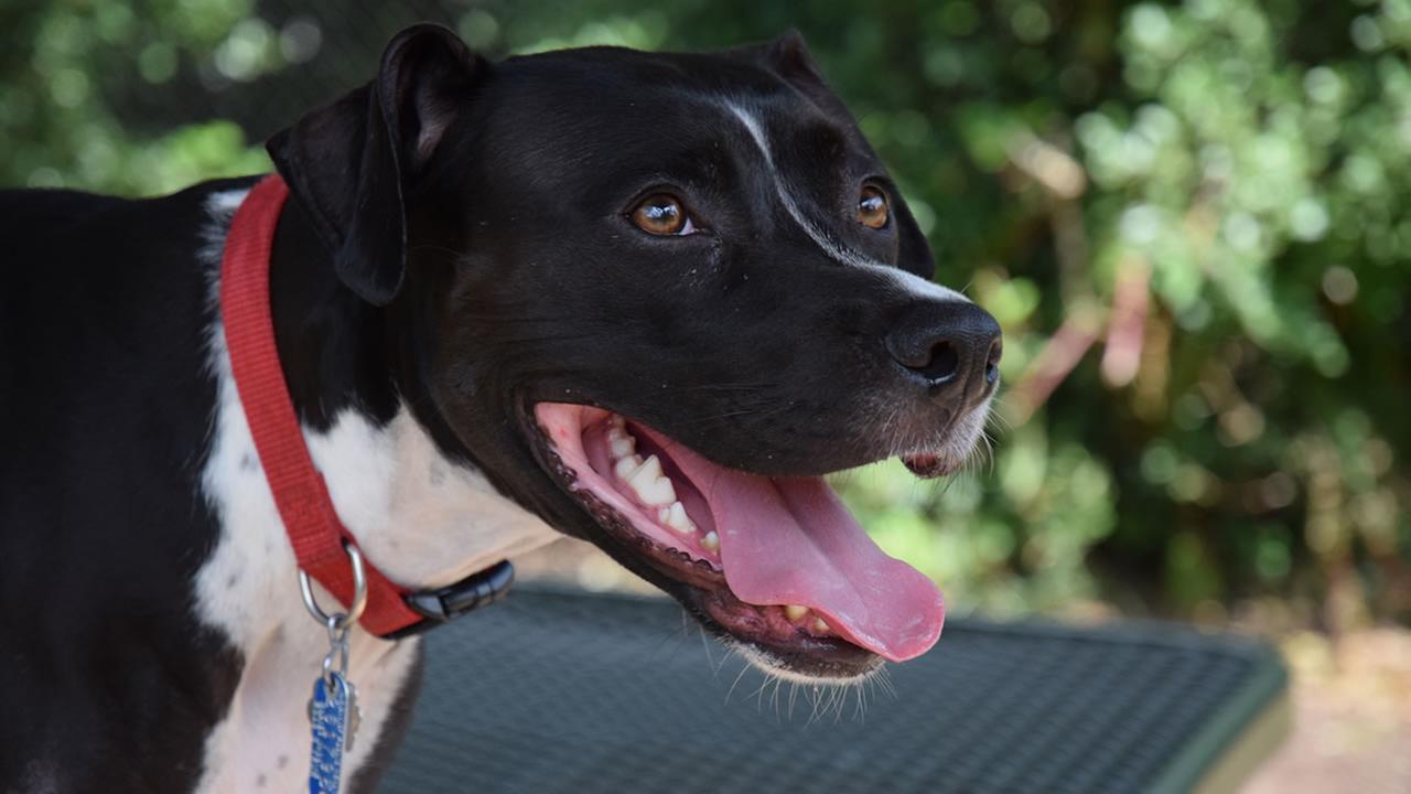 tsa adopt a dog san antonio tsa adopt a dog san antonio