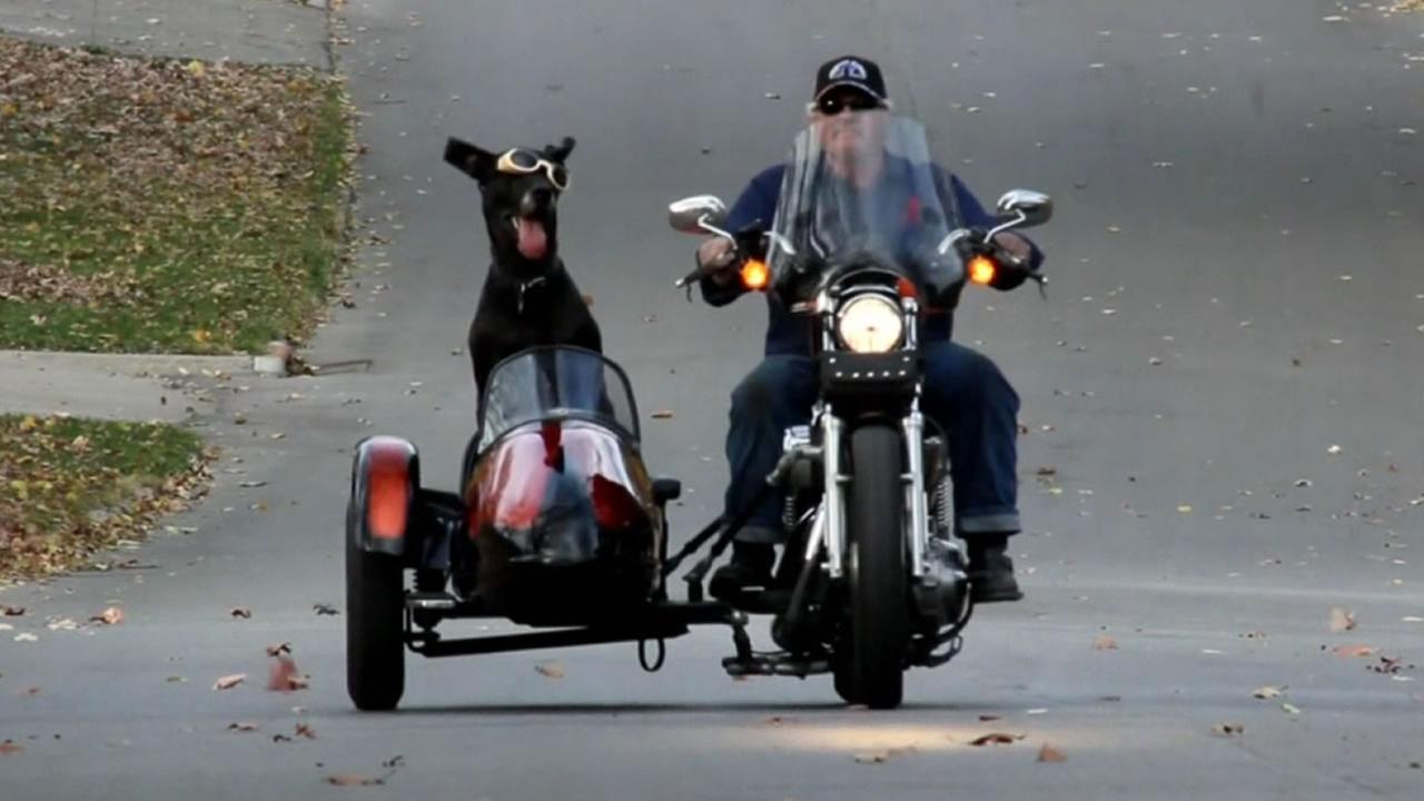 Iowa Man Rides Motorcycle With Great Dane Abc7ny Com